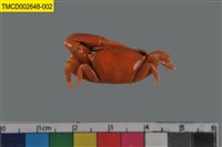 藏品(粗腿擬瘦招潮蟹)的圖片